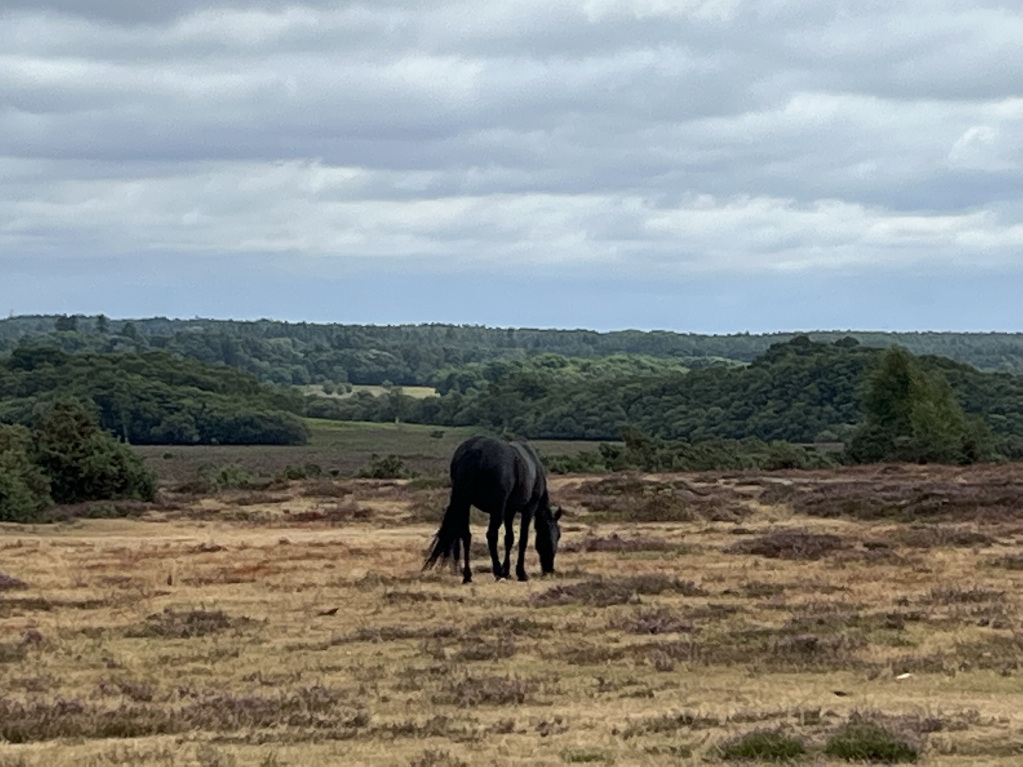 The New Forest